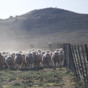 Grondbesetting ruk Oos-Kaapse boere - dit is 'n realiteit en nagmerrie!