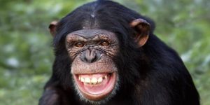 Dan Roodt: Die aap in die Suid-Afrikaanse politiek