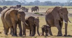 De Beers help met verskuiwing van olifantbevolking na Mosambiek