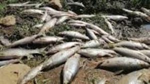 Ekologiese ramp tref Natal – 1,600 miljoen liter olie en suur word in rivier gestort, duisende visse vrek en plantegroei kwyn